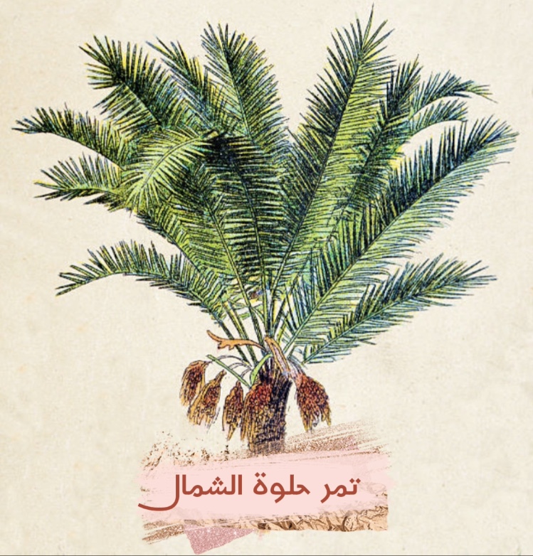 شعار تمر حلوة الشمال